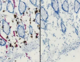 BLOXALL Endogenous Blocking Solution, Peroxidase and Alkaline Phosphatase