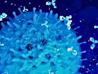 cho and hybridoma