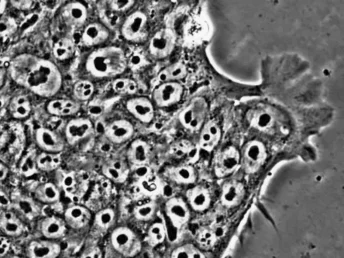 embryonic and pluripotent