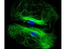 Horse Anti-Rabbit IgG Antibody (H+L), DyLight 488
