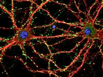 neuroscience