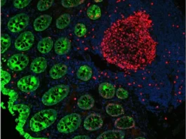 vectafluor-duet-immunofluorescence-double-labeling-kit