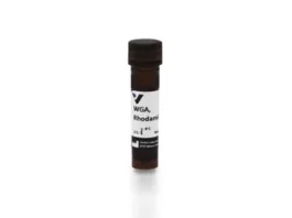 wheat-germ-agglutinin-wga-rhodamine
